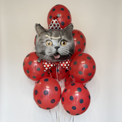 Букет воздушных шаров кошара с ДР-1